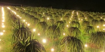 Cách sử dụng đèn led trồng cây mang lại năng suất cao - Công ty cổ phần Heesun Việt Nam