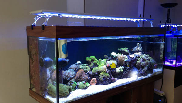 Cách sửa đèn led hồ cá tại nhà đơn giản an toàn